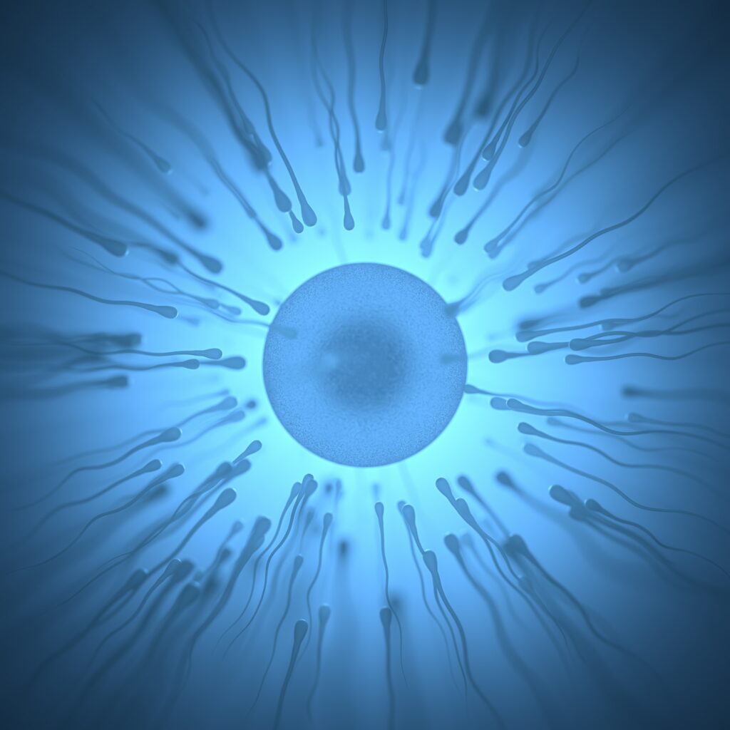 Sperm Meets Egg