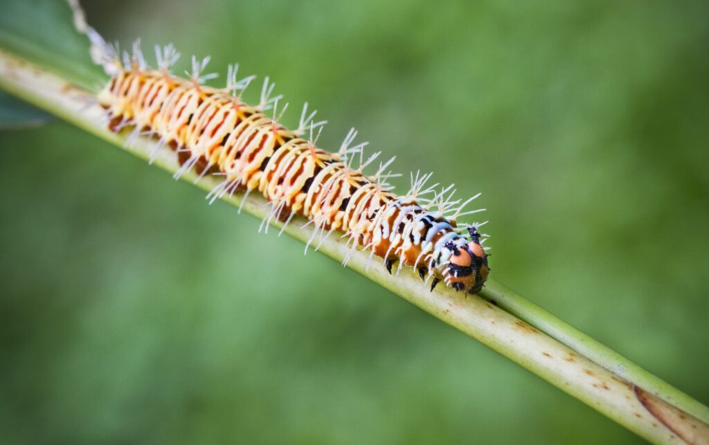Large Colorful Caterpillar in Costa Rica