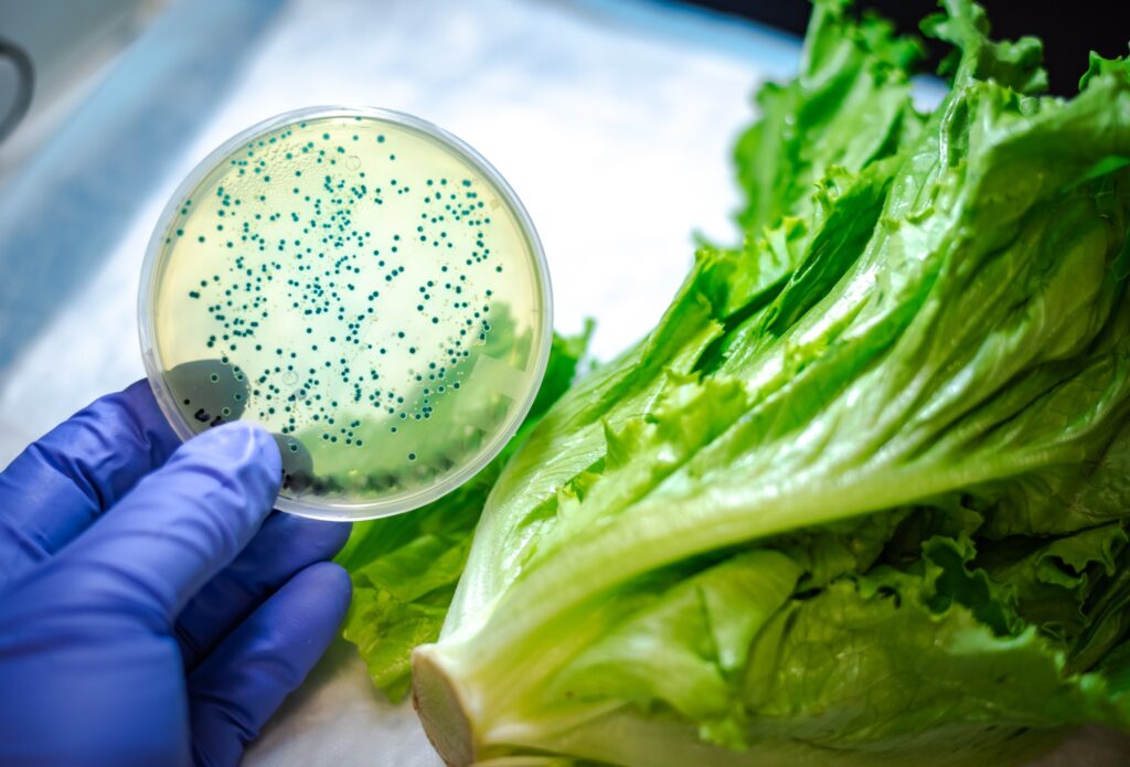 E coli contamination in Romaine lettuce
