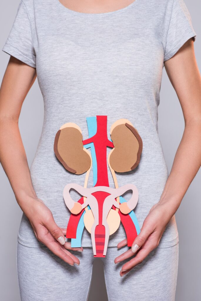 cropped shot of woman with paper made human internal organs and female reproductive system on grey