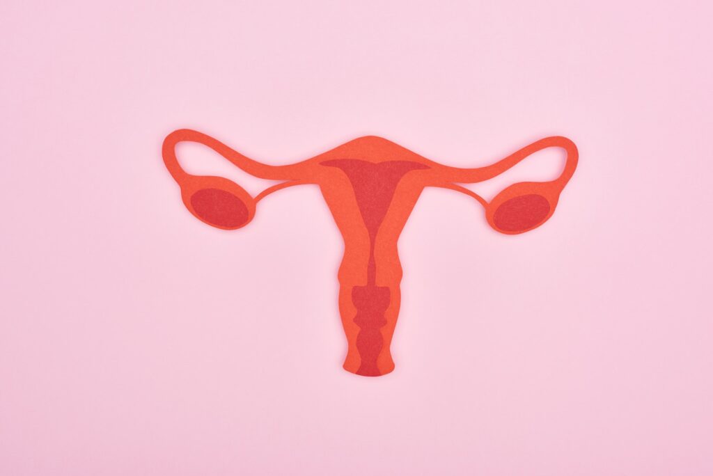 top view of red paper cut female reproductive internal organs on pink background