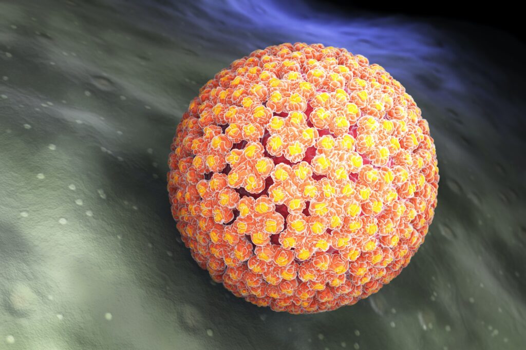 Papilloma Virus. HPV
