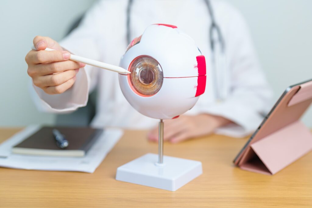 Doctor with human Eye anatomy model with magnifying glass.