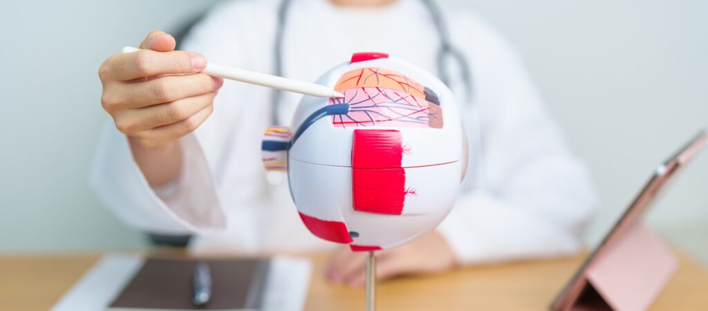Doctor with human Eye anatomy model with magnifying glass.