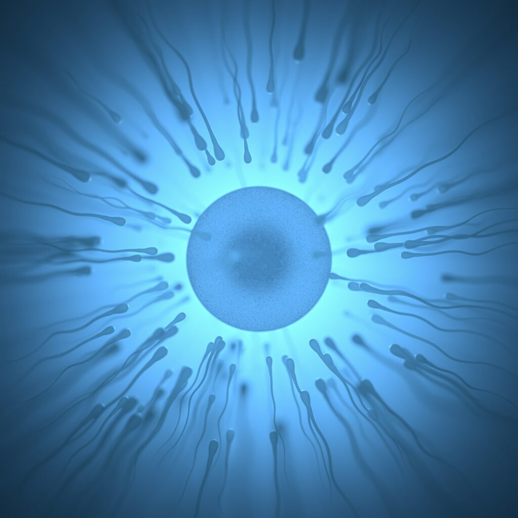 Sperm Meets Egg